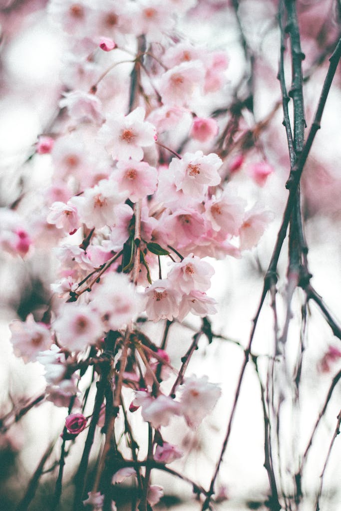 Beautiful cherry blossoms in full bloom, captured in a soft, pastel tone.